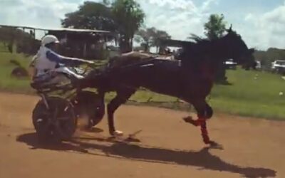 Trote: Se realizarán doce carreras este domingo 23 en Pehuajó y con la presencia de varios ejemplares trenquelauquenses