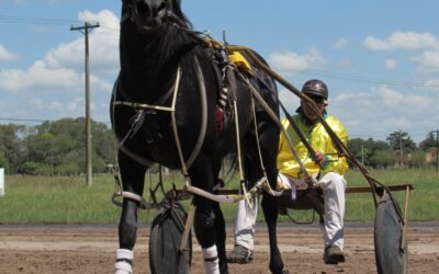 TROTE: El ejemplar Albión Meteoro Off de la familia Reyes fue adquirido por un cuidador de Río Cuarto,  Córdoba