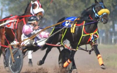 TROTE: El ejemplar Albión Euro Bank Official, fue declarado el caballo del mes de junio