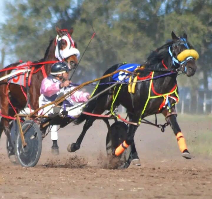 TROTE: El ejemplar Albion Euro Bank Official ganó la última carrera disputada el domingo en Chivilcoy