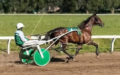 Trote: La programación provisoria de la actividad en Pehuajo, para este domingo 21 de diciembre