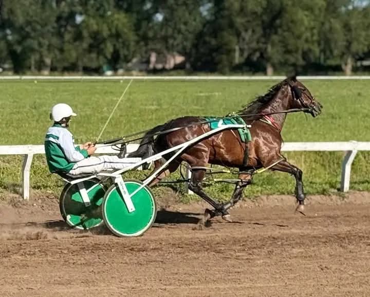 Trote: La programación provisoria de la actividad en Pehuajo, para este domingo 21 de diciembre