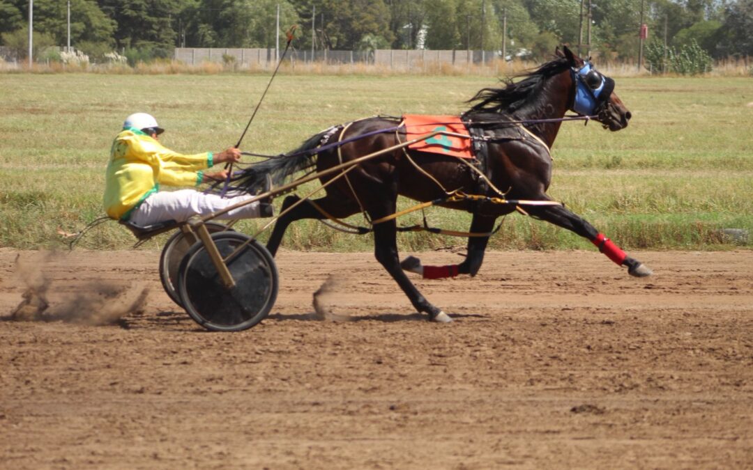 Trote: Doble jornada regional en Pehuajo, Diego Reyes ganó el sábado con el ejemplar Albión Cory Official